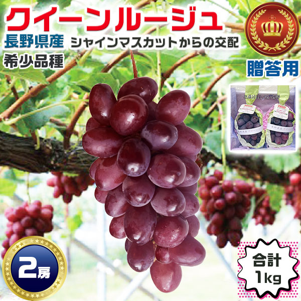 長野ぶどう クイーンルージュ 2房入 （合計1kg）贈答用 化粧箱入り 高級品種 長野県産・シャインマスカット と ユニコーンの交配品種 種無し マスカット系 高級フルーツ 果物 7,742円