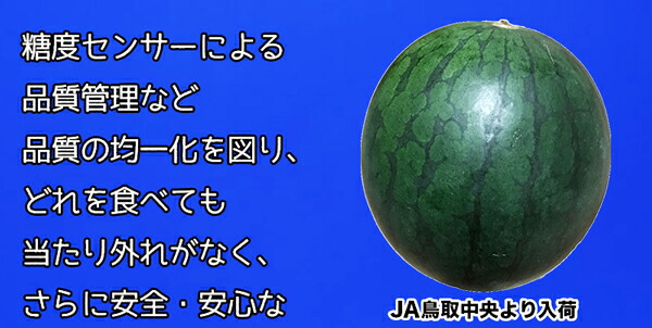 大栄西瓜 大栄スイカ 小玉西瓜 2Lサイズ 4玉入り 鳥取県産