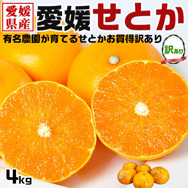 せとか 訳あり 4kg セトカ みかん｜愛媛県 西宇和地区・八幡浜市産のせとか・みかん 蜜柑｜愛媛県産 アウトレット品 果物 フルーツ 希少 果物 有名農園 家庭向けギフト 2025年入手困難品種の通販は 5,396円