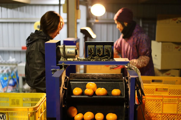 和歌山 セミノール オレンジ 10kg 秀品 M〜Lサイズ限定 国産 農園・生産者から出荷 【出荷日お任せ・指定日不可】紀州 母の日 果物 柑橘 生果 フルーツ