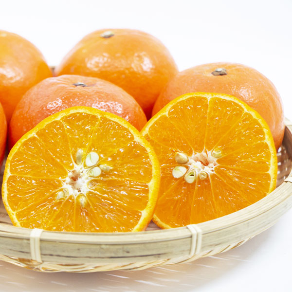 和歌山 セミノール オレンジ 10kg 秀品 M〜Lサイズ限定 国産 農園・生産者から出荷 【出荷日お任せ・指定日不可】紀州 母の日 果物 柑橘 生果 フルーツ