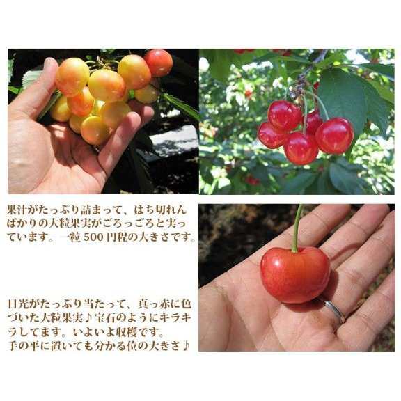 予約】オービル農園 アメリカンチェリー GEE WHIZ 大粒ダーク 予約】オービル農園 アメリカンチェリー GEE WHIZ 大粒ダーク