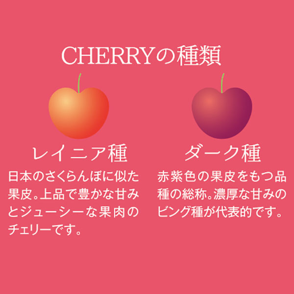 オービル農園 アメリカンチェリー GEE WHIZ 大粒レイニアチェリー【2kg
