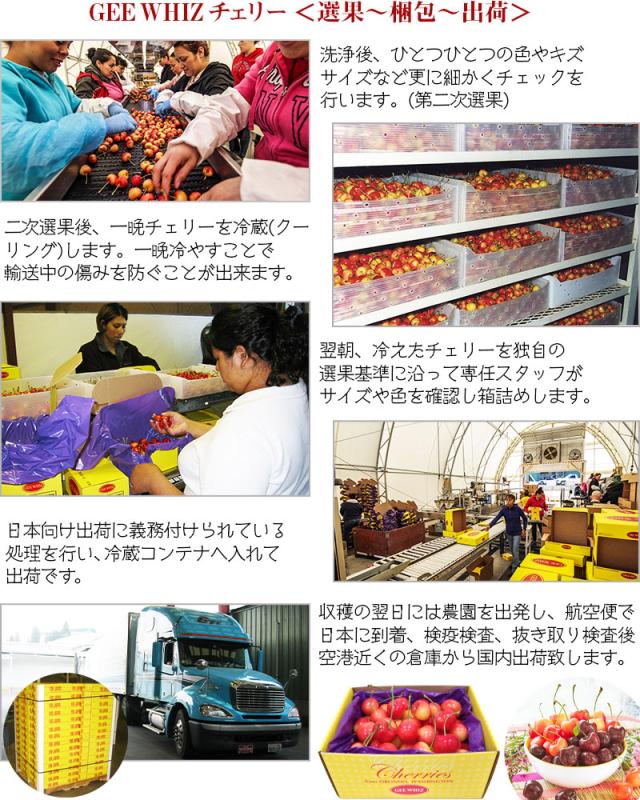 オービル農園 アメリカン チェリー 4kg ダークチェリー GEE WHIZ 超大粒 ビング 種 ワシントン州産 フルーツ 人気 大粒 果物 ギフト お中元 夏ギフト 00040K_14