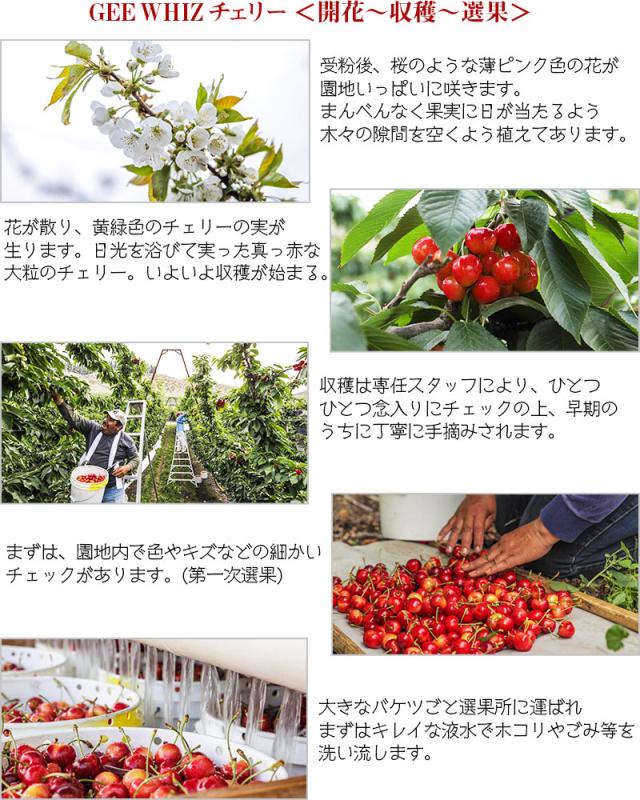 オービル農園 アメリカン チェリー 4kg ダークチェリー GEE WHIZ 超大粒 ビング 種 ワシントン州産 フルーツ 人気 大粒 果物 ギフト お中元 夏ギフト 00040K_13