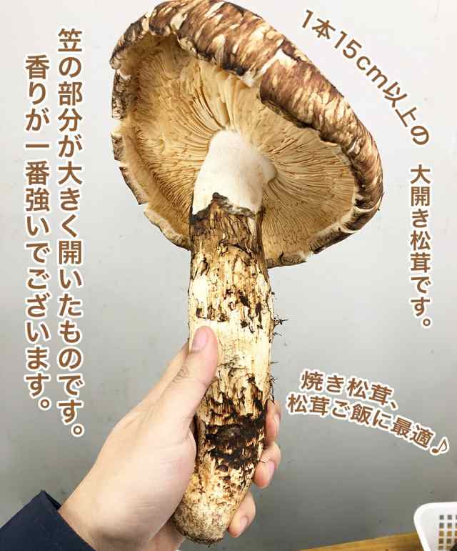 生松茸 特選 開き 約2kg HB3Lサイズ【5本前後×2箱 長さ15cm前後】空輸