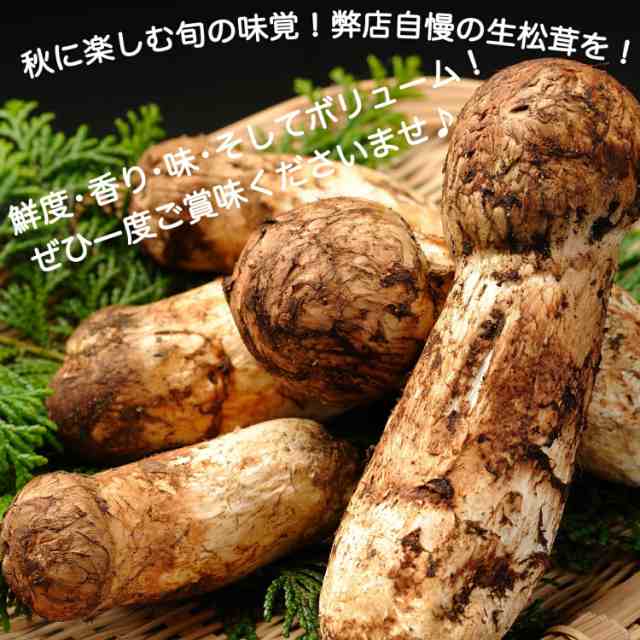 中国産 松茸 約2kg まつたけ マツタケ。