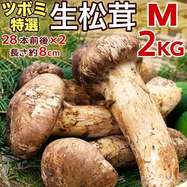 生松茸 特選 ツボミ 約2kg Mサイズ【28本前後×2箱 長さ6cm前後】空輸