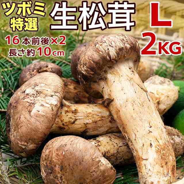 天然生鮮マツタケ　au　中国産　特選　生松茸　約2kg　長さ10cm前後】空輸　旬の味覚の王様の通販はau　ツボミ　マーケット－通販サイト　Lサイズ【16本前後×2箱　マーケット　フレッシュ松茸　PAY　四季の広場　PAY