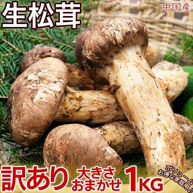 ついに再販開始！ 松茸 北海道 1kg 訳あり ② | www.barkat.tv