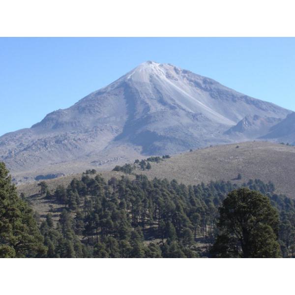 受注焙煎！2kg メキシコ チアパス カフェインレス [選べる焙煎度合い] コーヒー豆 送料無料 大山珈琲 開店セール 業務用 自家焙煎 卸の通販は 7,117円