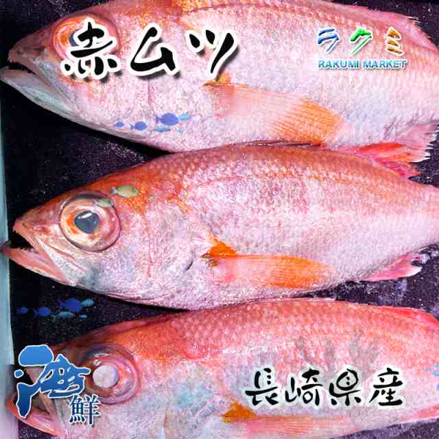 国産 長崎産 生 ノドグロ 赤ムツ 1kg 1尾約 250~350g アカムツ 赤むつ のどぐろ ノドクロ