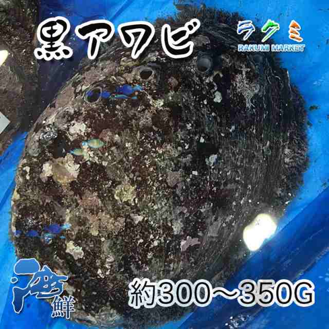 国産 特大 天然活黒アワビ １個約300~350g アワビ あわび 鮑 千葉産の通販はau PAY マーケット - ラクミマーケット | au PAY  マーケット－通販サイト