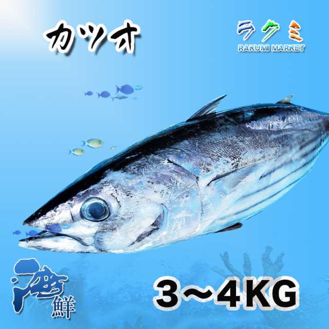 【厳選仕入】カツオ 1尾（約3-4kg）千葉県産 かつお 鰹 刺身 たたき 揚げたたき ぬた 漬け 塩切り