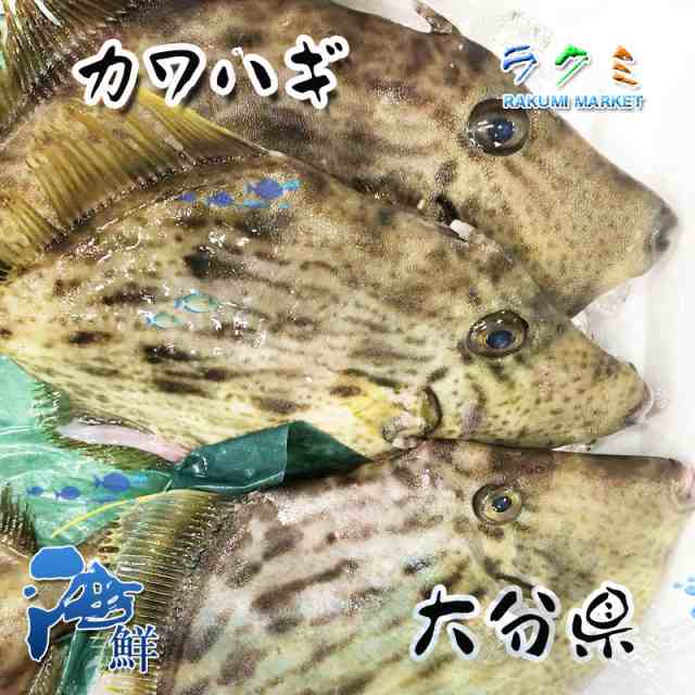 カワハギ 5kg (１kg 約３〜５尾) かわはぎ 刺身 みそ汁ちり トマト煮込み 塩焼き 唐揚げ