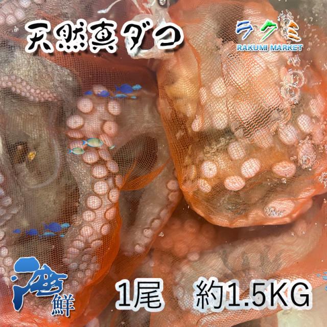 天然 真 ダコ 1尾 約1.5〜2kg 三重 愛知 千葉県産 たこ 蛸