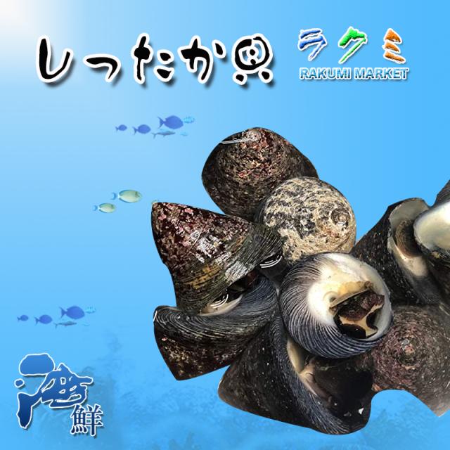 しったか貝 １kg シッタカ 尻高 国内産 贈り物 お祝い 煮る 塩ゆで 煮つけ 焼くつぼ焼き