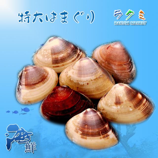 特大 活地はまぐり 5kg 1個約80~100g　千葉県産 ビックリはまぐり はまぐり ハマグリ 蛤 国産 貝