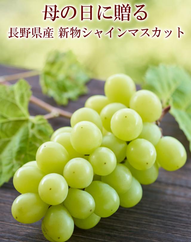 シャインマスカット 長野県産 母の日 ギフト 高級フルーツ 贈答用 旬先取り 希少 化粧箱入り プレゼント 送料無料 [シャインマスカット母の日2房] 1房当たり400g_1