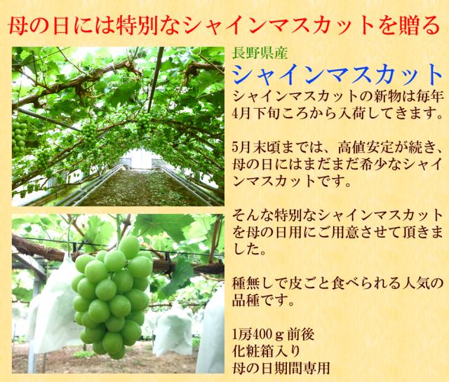 シャインマスカット 長野県産 母の日 ギフト 高級フルーツ 贈答用 旬先取り 希少 化粧箱入り プレゼント 送料無料 [シャインマスカット母の日2房] 1房当たり400g_2