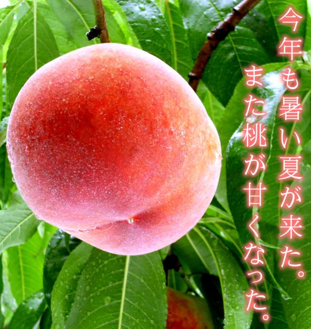 山梨県産 一桃匠 18〜20玉 約5kg クール便発送 S115631045 - 果物送料 無料