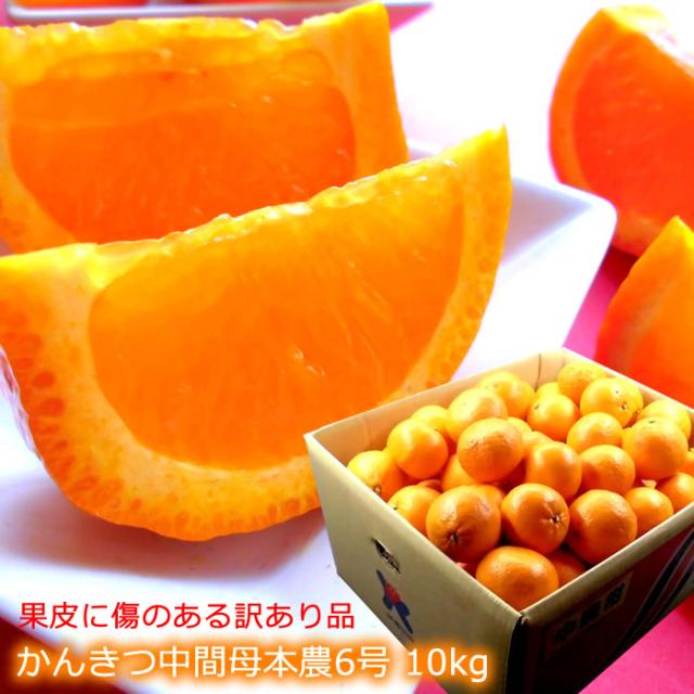 濃厚でめっちゃ美味しい希少品種のみかん 産地厳選 かんきつ中間母本農6号 [ 訳あり農6まさる君10kg ] ご家庭用 訳ありの通販は 5,863円