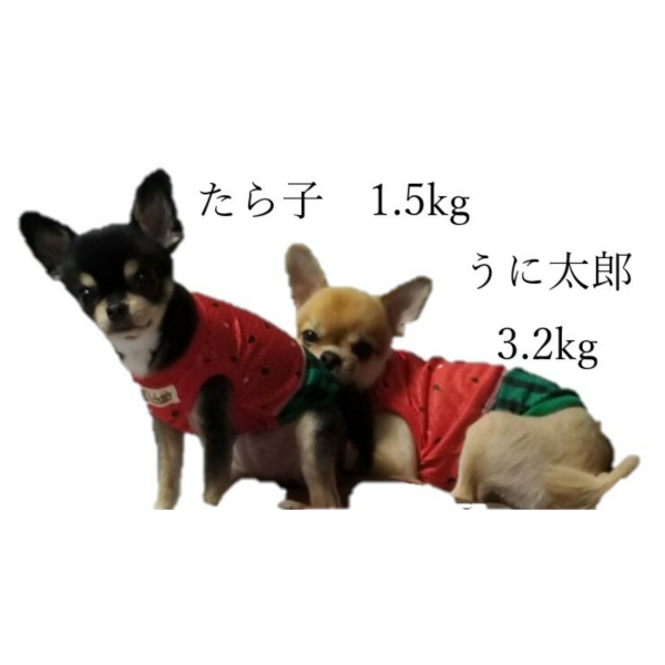 なりきりすいか2024すいかちゃんスモックワンピ/Sサイズ/犬服ハンドメイド スイカアップリケつなぎ S/M/L/XL Dulce-ドゥルチェ- 犬服