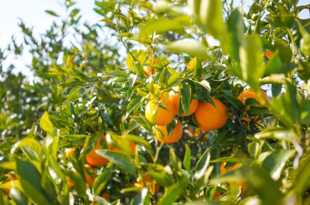 広島銘菓 因島の はっさくシャーベット ７５ｇ ６０個セット 送料込み tau 広島県産 八朔シャーベット おりづるタワー人気商品 お土産