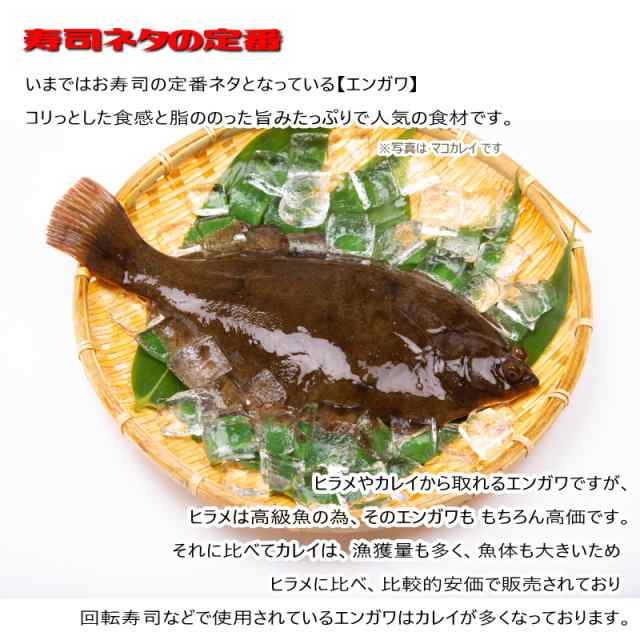 エンガワ 500g 鰈 えんがわ かれい カレイのえんがわ 刻み 縁側 刺身 寿司 寿司ネタ・エンガワ切落し500g・の通販はau PAY マーケット  - シーフードマックス | au PAY マーケット－通販サイト