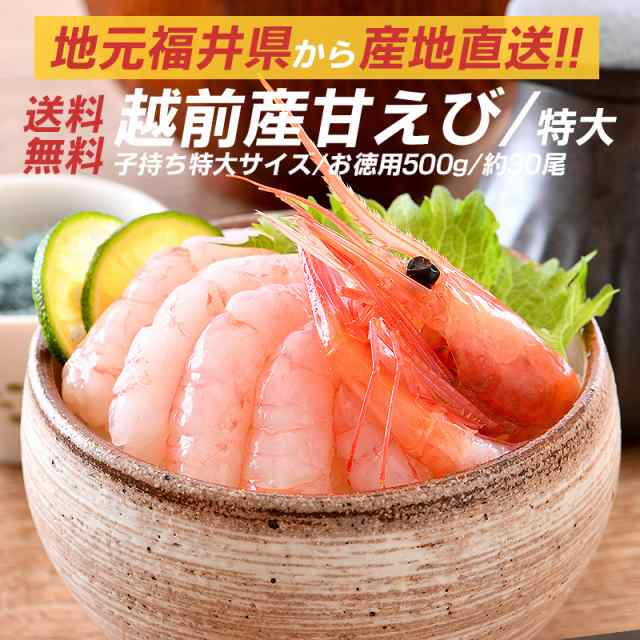 甘エビ 甘えび 特大 子持ち 刺身 500g 冷凍 越前甘エビ 福井県 バーベキュー 海鮮 BBQ