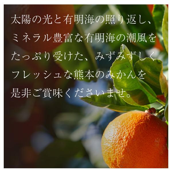 山修みかん 熊本県産馬肉ジャーキー 大容量お得パック おつまみ 送料