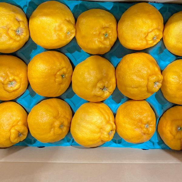 熊本県産 JAデコポン 約5kg 秀品 【003】ギフト 贈り物  フルーツ お取り寄せ みかん 蜜柑 ミカン 高級 熊本 柑橘類 【バイヤー推奨商品】の通販は 8,745円