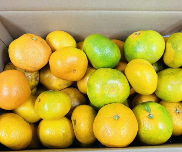 【規格外 訳あり品】熊本県産 みかん 訳あり品 約8kg 箱込み【002】 Sサイズ〜3L混合 不揃い 熊本 九州 早生 熊本産 蜜柑 食品 家庭用 訳あり 温州みかん 金峰 今村 極早生みかん 早生みかん