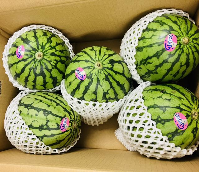 熊本県産 小玉すいか 5玉 箱込み 約7.5Kg Mサイズ以上 特A優品  (001)小玉西瓜  熊本県産 果物 フルーツ ギフト プレゼント用   【バイヤー推奨商品】