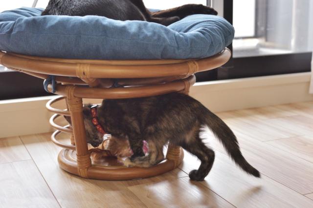 スツール ペットスツール 椅子 チェア ペット イヌ ネコ 犬 猫 クッション ラタン 収納 ゆったり おしゃれ リビング アニマル(代引不可)【送料無料】_11