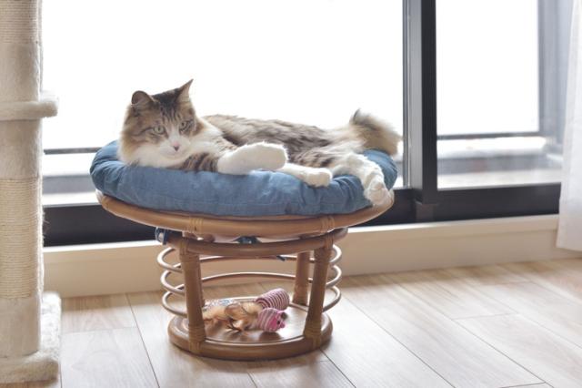 スツール ペットスツール 椅子 チェア ペット イヌ ネコ 犬 猫 クッション ラタン 収納 ゆったり おしゃれ リビング アニマル(代引不可)【送料無料】_2