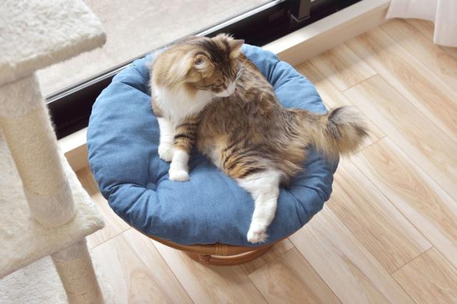 スツール ペットスツール 椅子 チェア ペット イヌ ネコ 犬 猫 クッション ラタン 収納 ゆったり おしゃれ リビング アニマル(代引不可)【送料無料】_3
