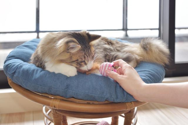 スツール ペットスツール 椅子 チェア ペット イヌ ネコ 犬 猫 クッション ラタン 収納 ゆったり おしゃれ リビング アニマル(代引不可)【送料無料】_8