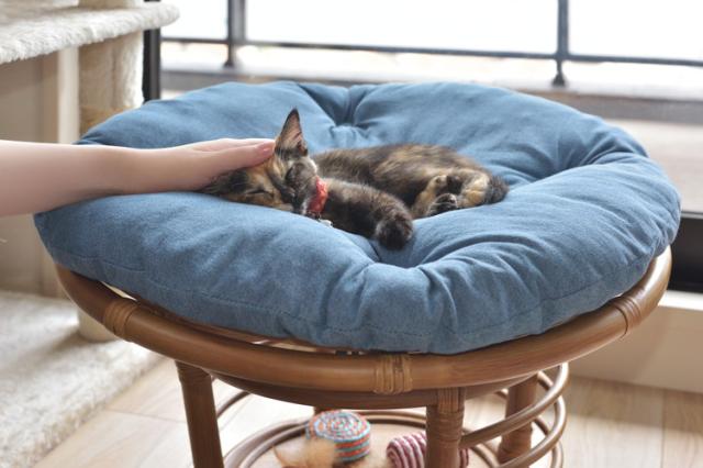 スツール ペットスツール 椅子 チェア ペット イヌ ネコ 犬 猫 クッション ラタン 収納 ゆったり おしゃれ リビング アニマル(代引不可)【送料無料】_9