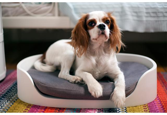 ペットバンクベッド ペット クッション 犬 猫 KETER ケータ— COZY