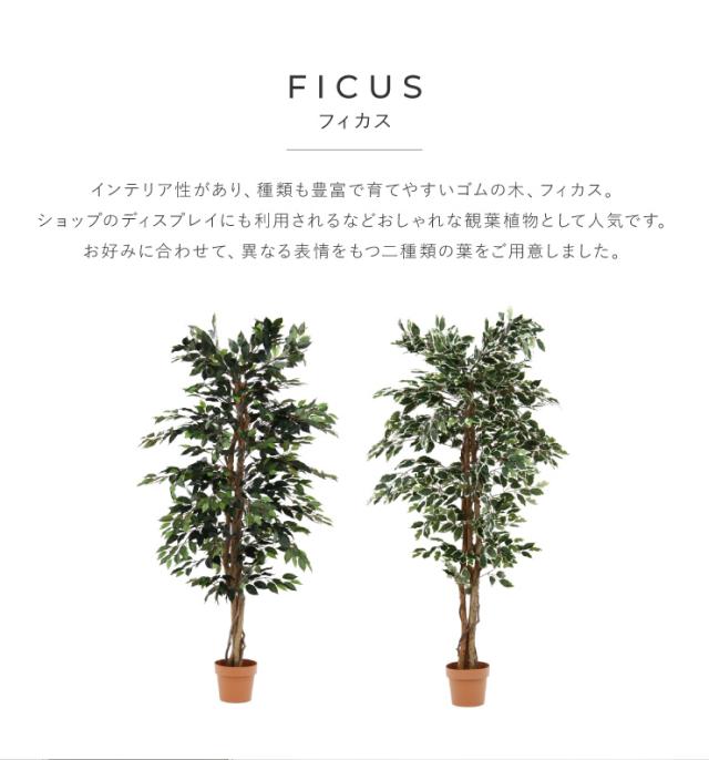 人工観葉植物 フィカス ハイタイプ ゴムの木 フェイクグリーン インテリアグリーン 造花 観葉植物 人工 フェイク グリーン 代引不可 送の通販はau Pay マーケット リコメン堂