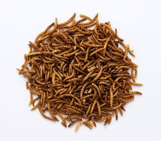 マルカン 虫グルメ 乾燥ミルワーム 40g ペットフード 餌 高タンパクフードの通販はau Pay マーケット リコメン堂
