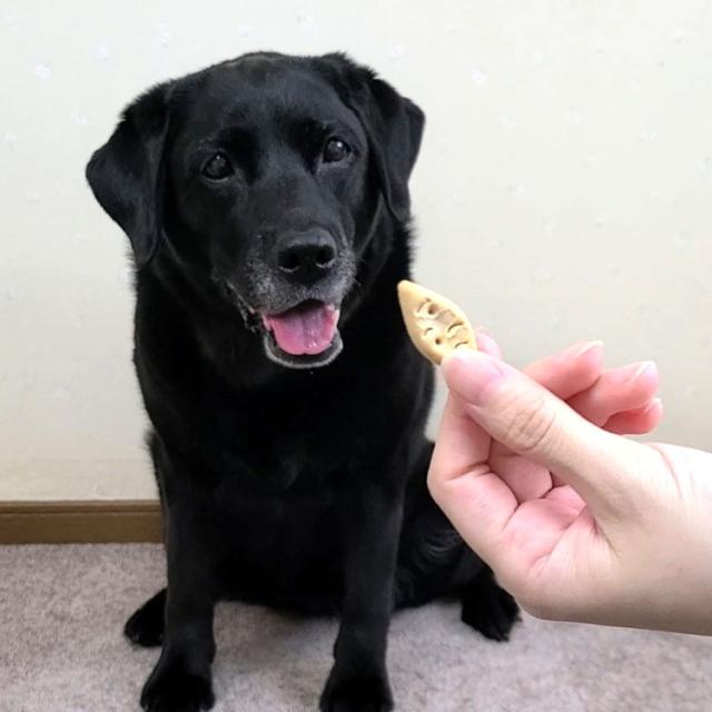 【20個セット】 ペティオ 余計なものは入れない さつまいも入り ビスケット サクサクタイプ 340g【送料無料】_3