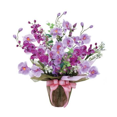 【光の楽園】ツインコチョウラン 319A70ー75 ■同梱不可■ 花 贈り物 ギフト かわいい 豪華 喜ばれる(代引不可)【送料無料】の通販は 6,980円