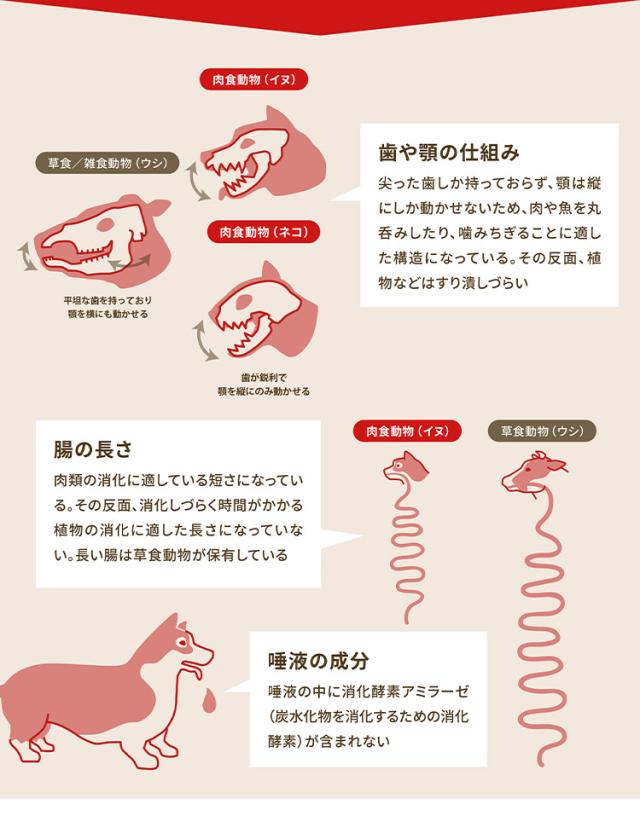 【2個セット】 オリジン レジオナルレッド ドッグ 6kg x2 12kg ドライフード ドッグフード 犬用 フード ORIJIN【送料無料】