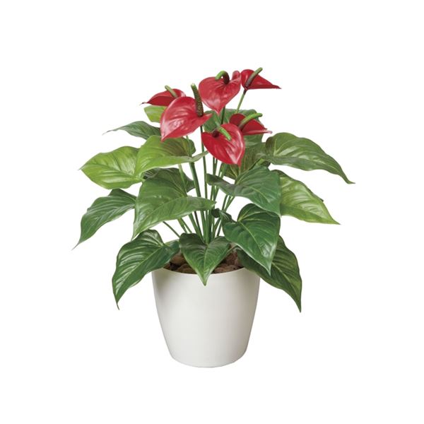 光の楽園 光触媒 人工観葉植物 フレッシュアンスリュームmの通販はau Pay マーケット リコメン堂