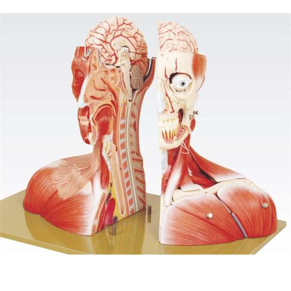 下肢模型／人体解剖模型 等身大 J-114-9 通販