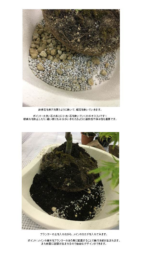 ファミエンテパン ビーンズ アイボリー プランター ユニソン ガーデニング 家庭菜園 園芸用品 野菜 おしゃれ 鉢 代引不可 送料無料の通販はau Pay マーケット リコメン堂
