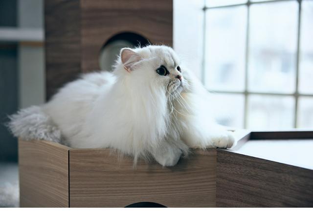 フランスペット ペットハウス へキサ ナチュラル PE03 1個 重ねて使える ペットハウス キャットタワー ペット家具 フランスベッド(代引不可)【送料無料】_11