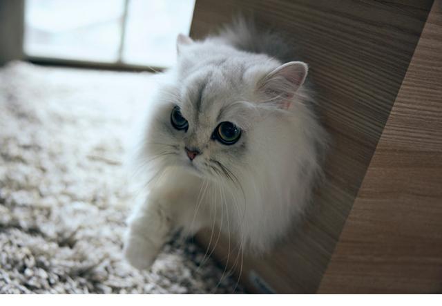 フランスペット ペットハウス へキサ ナチュラル PE03 1個 重ねて使える ペットハウス キャットタワー ペット家具 フランスベッド(代引不可)【送料無料】_12